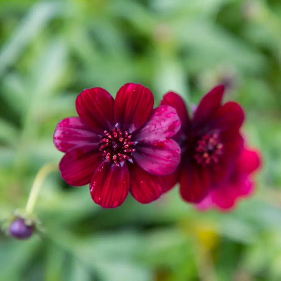 Las 10 flores más aromáticas del verano que convertirán tu terraza o jardín en un edén olfativo