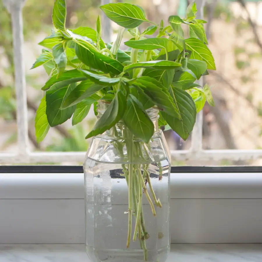 El truco del vaso para disfrutar de albahaca todo el verano: fácil, rápido y sin gastar ni un céntimo