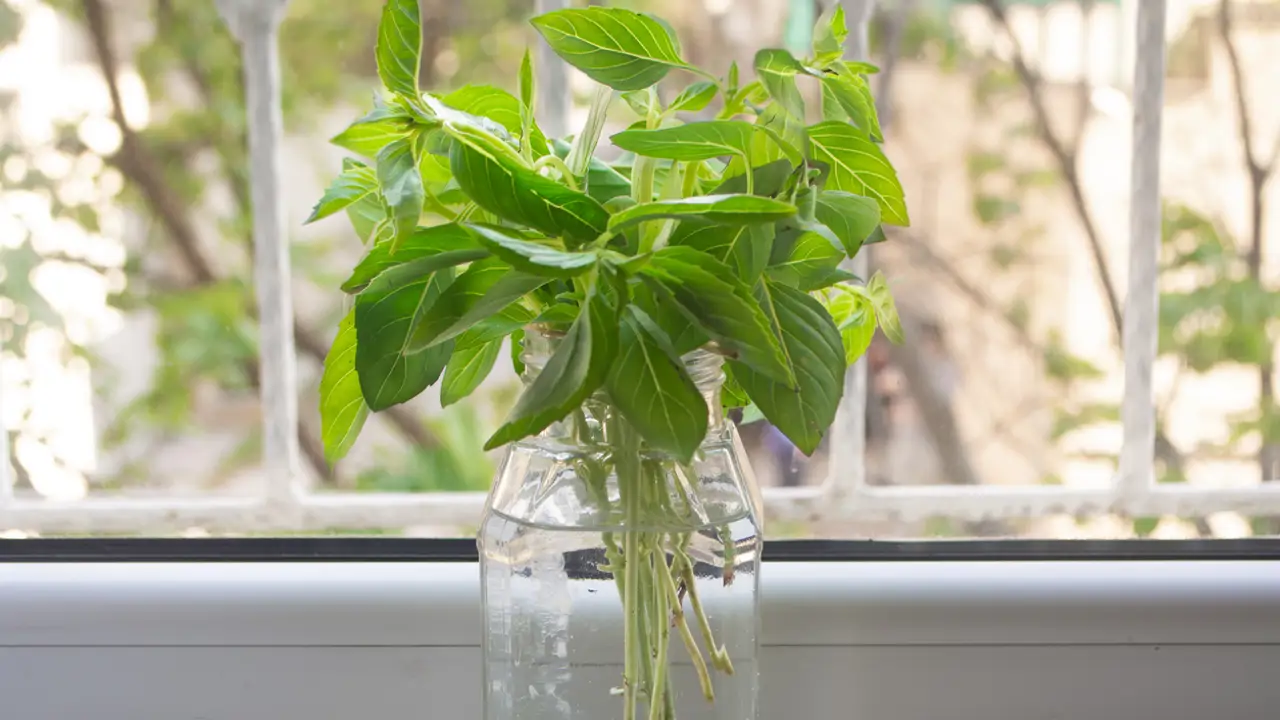 Hojas de albahaca en un tarro con agua