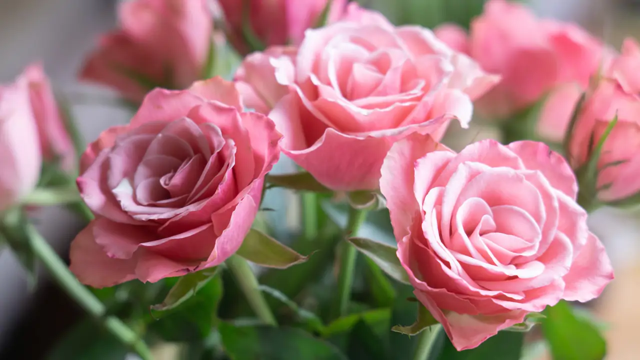 rosas rosas