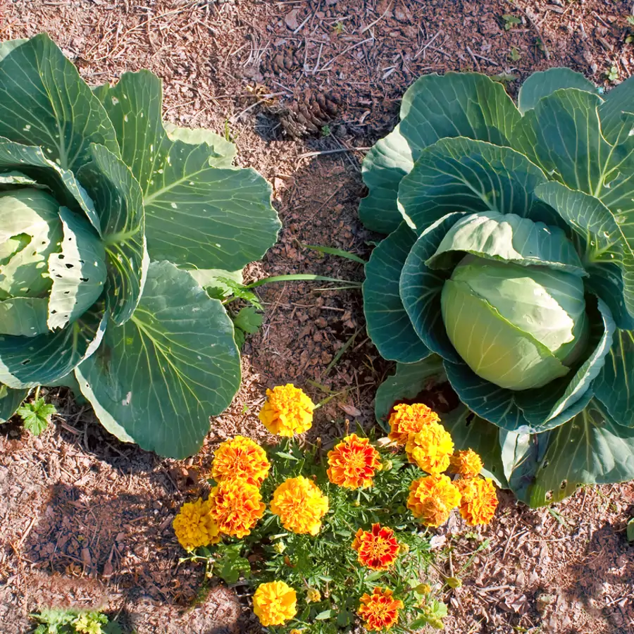 Miquel Rodríguez, experto en huerto: "Para tener un huerto sano, no necesitas pesticidas. Lo que necesitas es sembrar las plantas adecuadas"