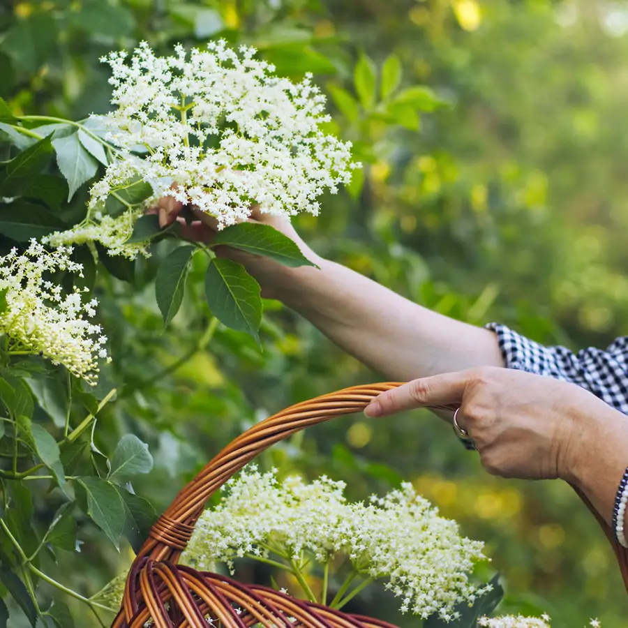 Franka Kruse-Gering, experta en jardinería: "Cuando recojas tus flores de saúco, no las laves: lo que da el sabor es el polen"