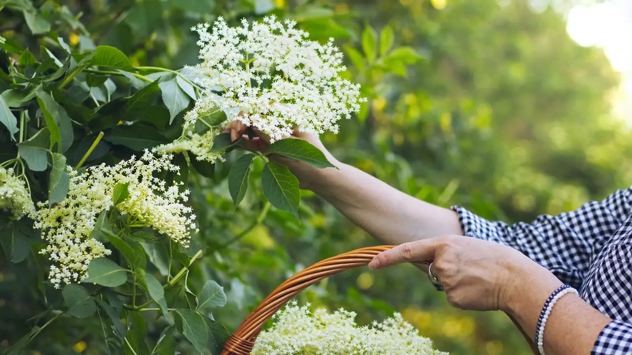 Mujer recogiendo flores de saúco