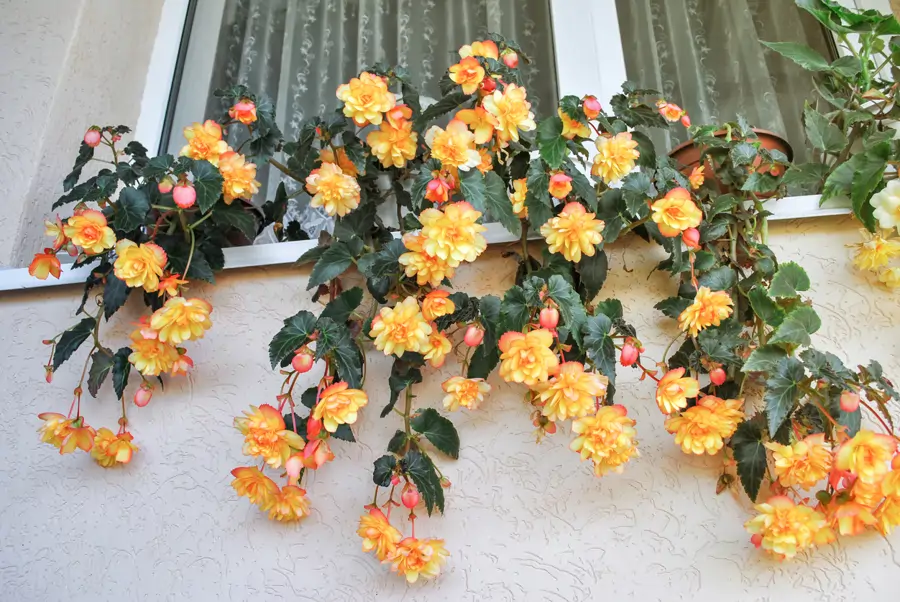 Begonia tuberosa amarilla