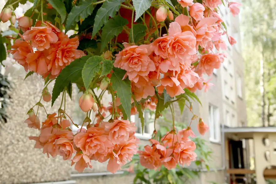 Begonia tuberosa colgante