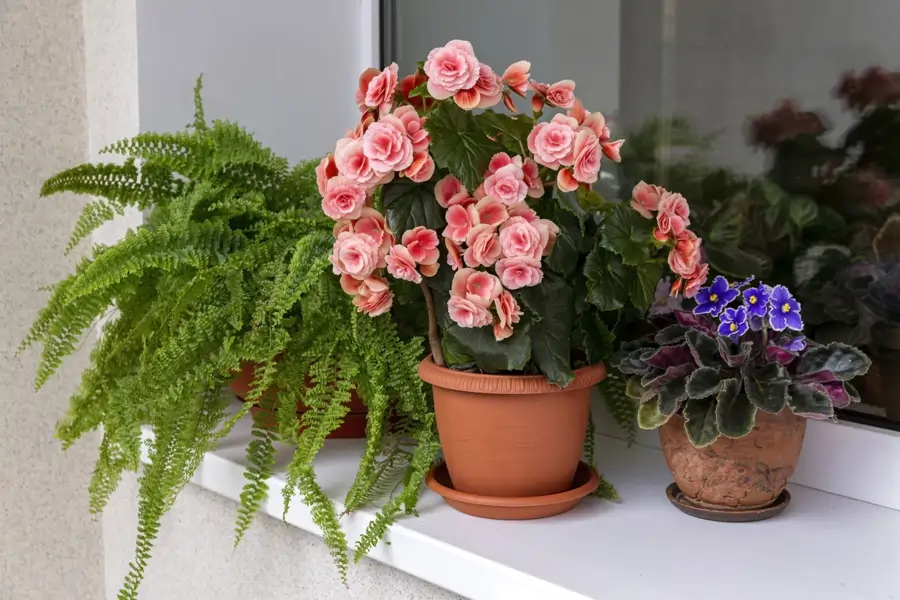 Begonia tuberosa en alféizar de la ventana