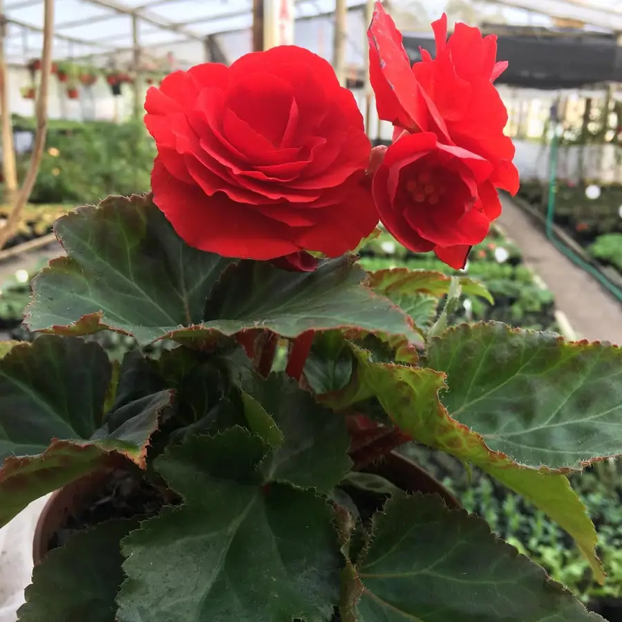 BEGONIA TUBEROSA