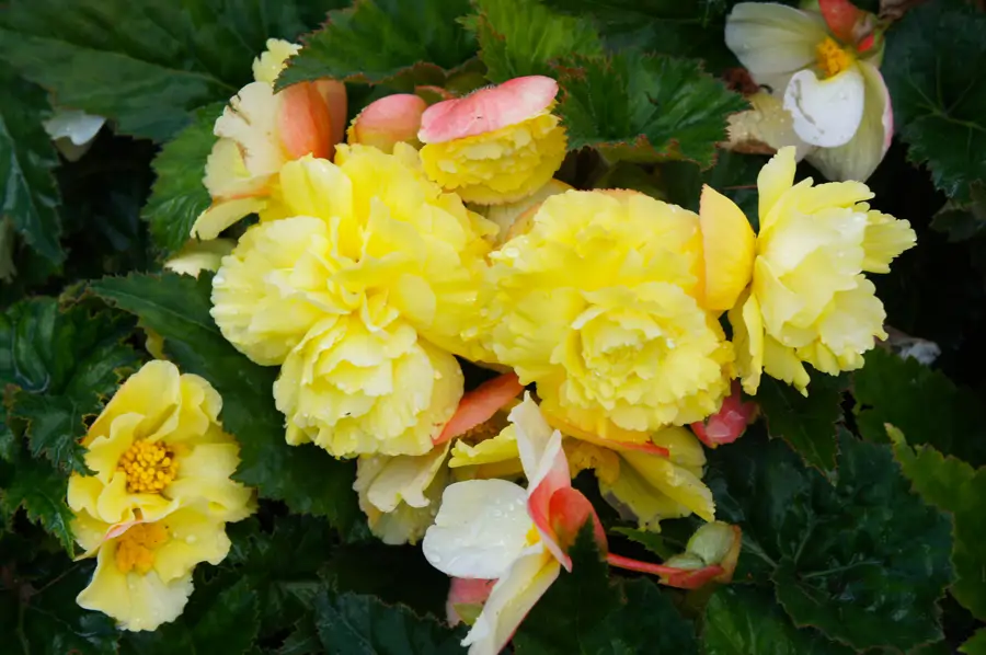 Begonia tuberosa