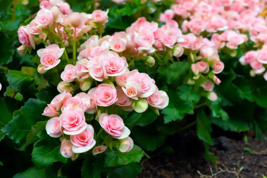 Begonias tuberosas en el jardín
