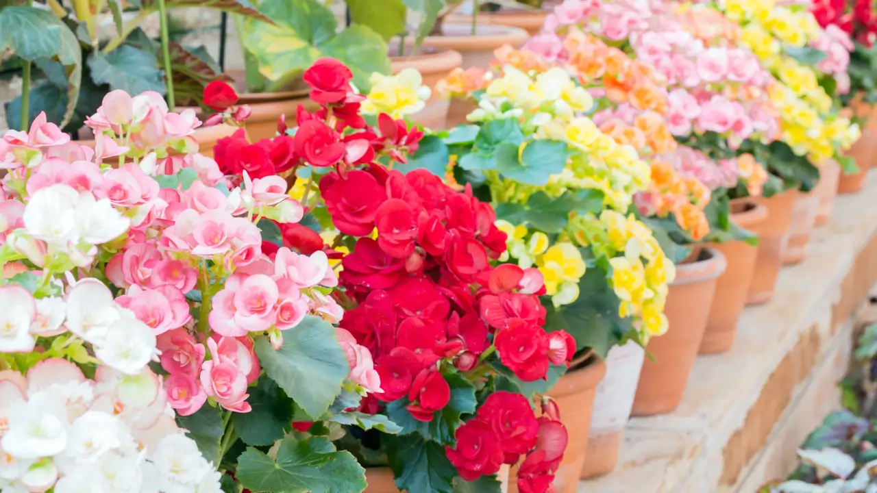 begonias tuberosas varios colores