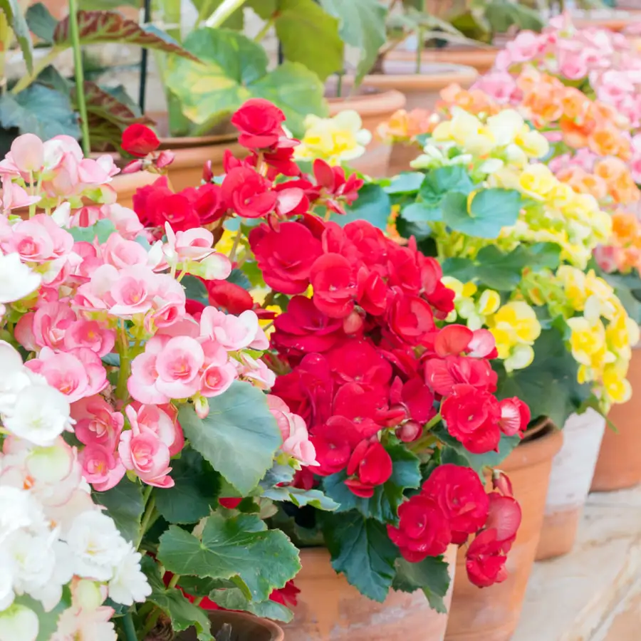 begonias tuberosas varios colores