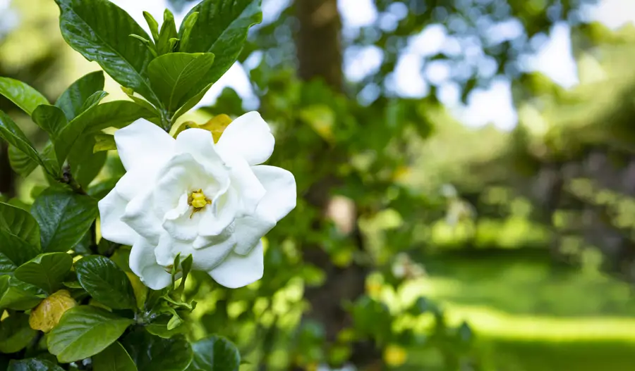 Gardenia
