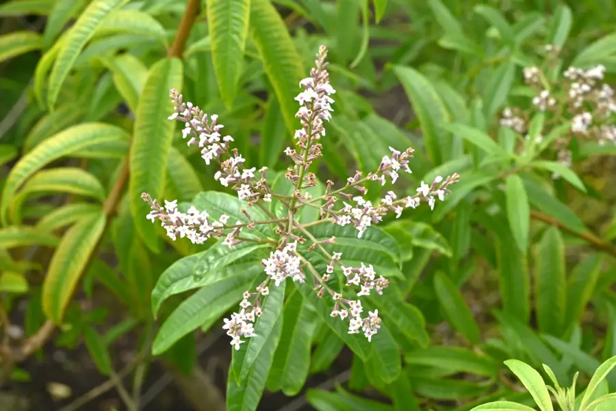 Hierbaluisa