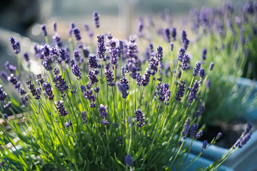 Lavanda