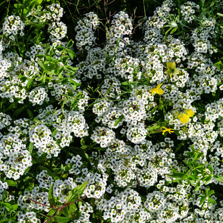 Lobularia marítima