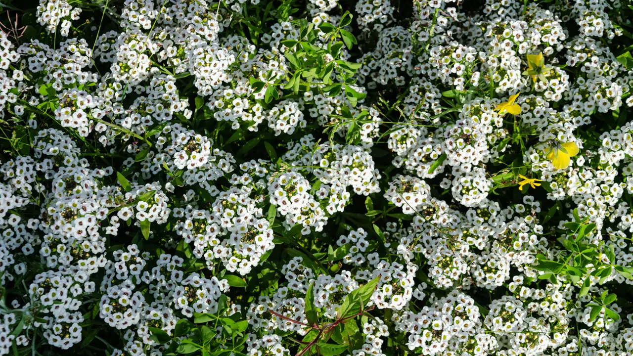 Lobularia marítima