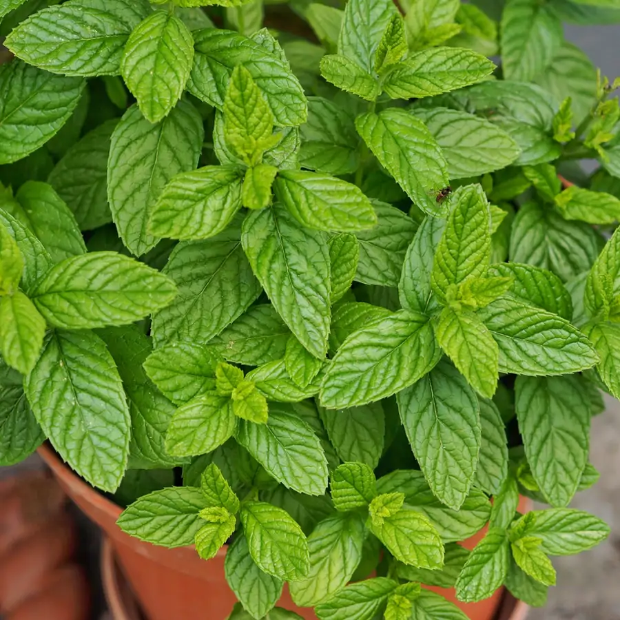 Menta