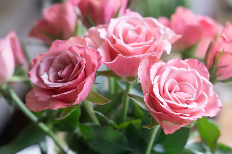 rosas rosas