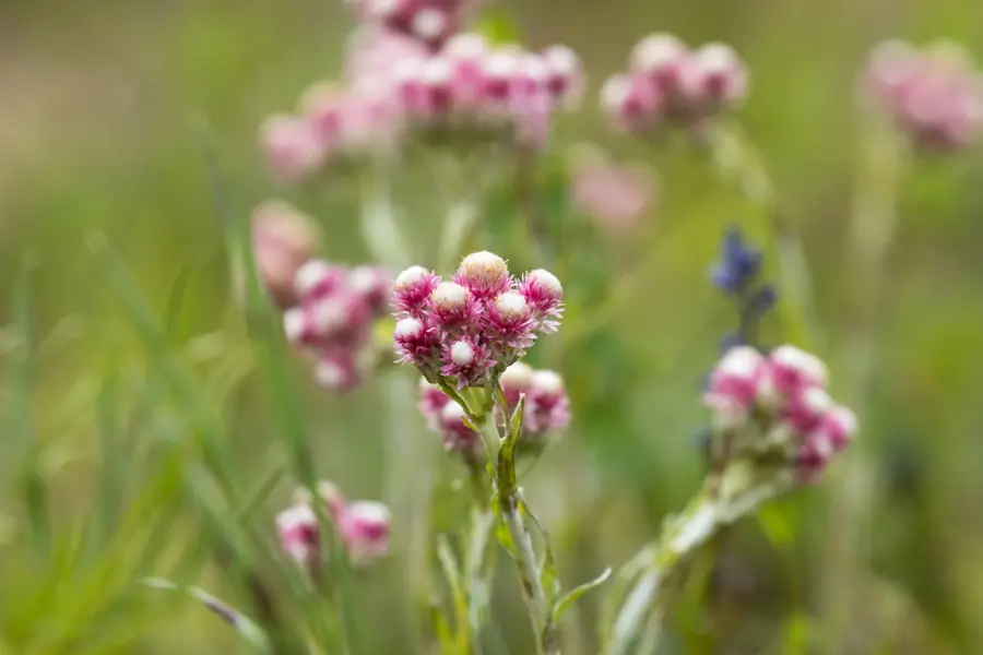ANTENNARIA DIOICA