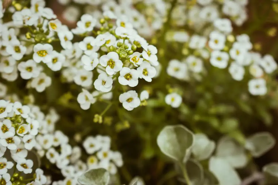 ARABIS ALPINA