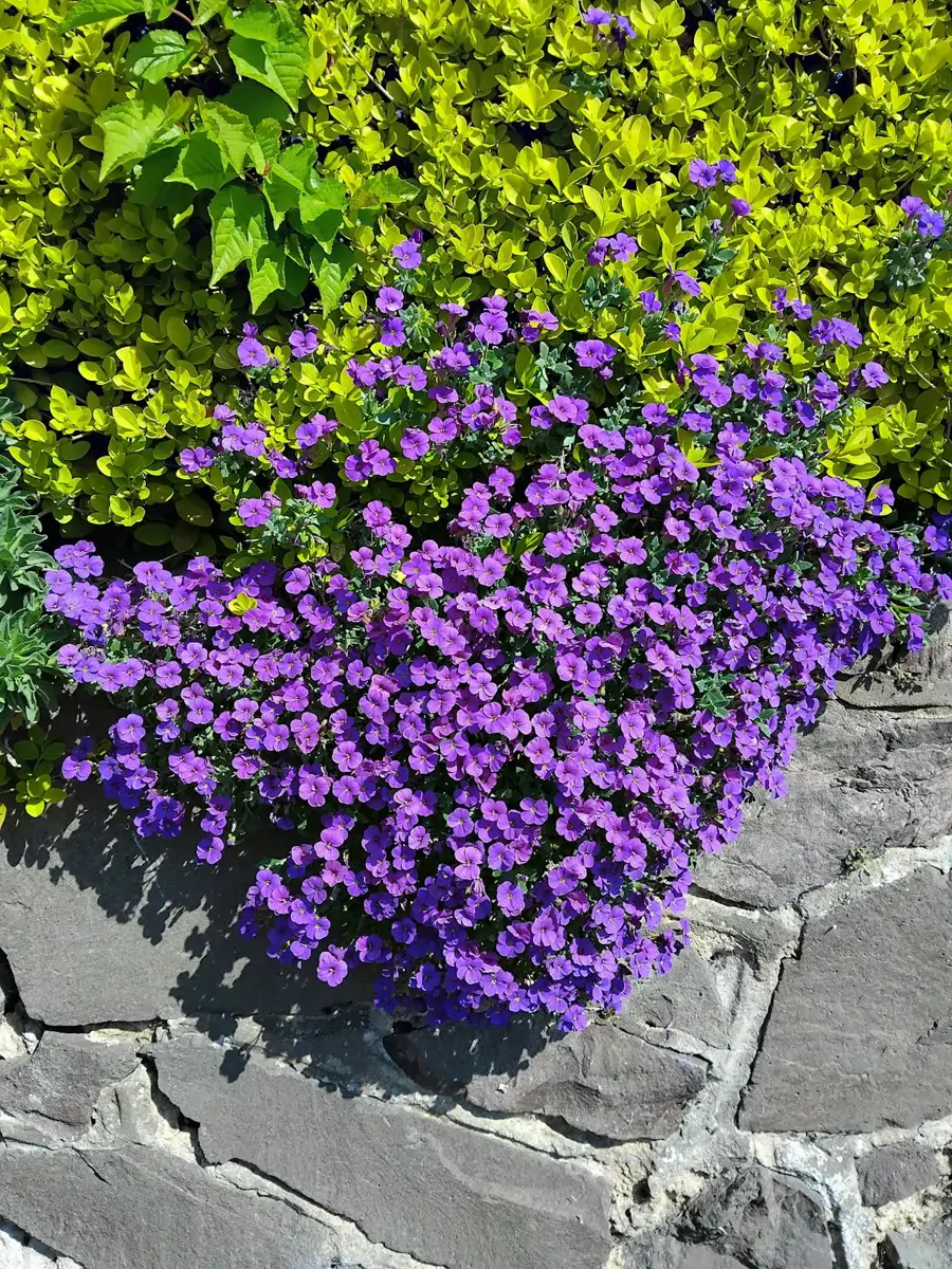 AUBRIETA DELTOIDEA