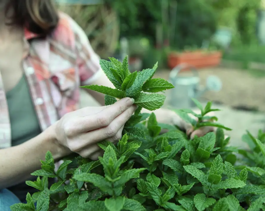 Cosechar menta