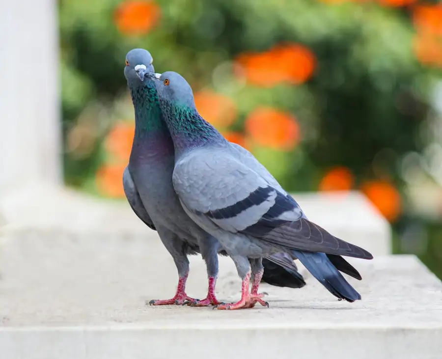 palomas