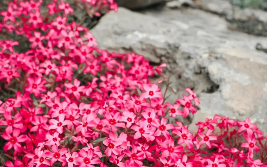 phlox subulata