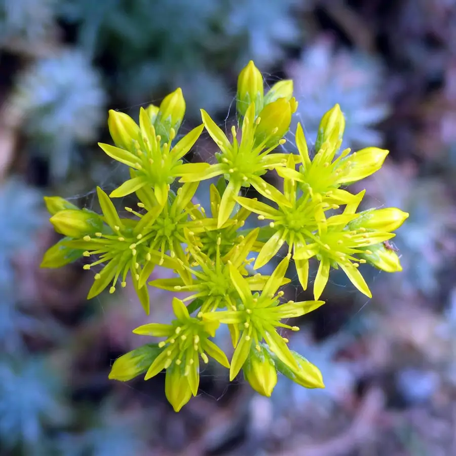 SEDUM ACRE