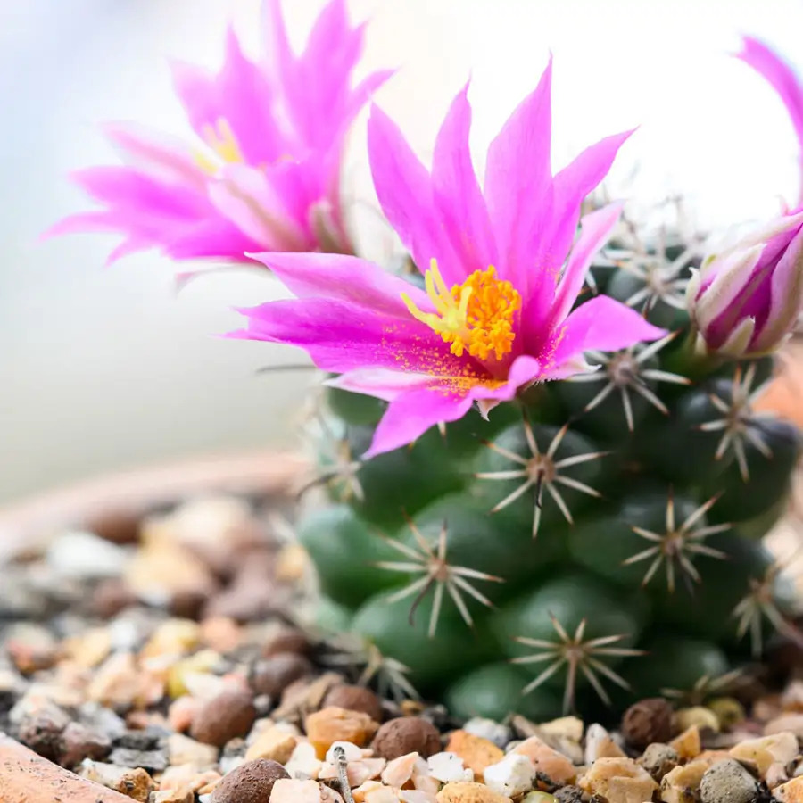 Jonathan Citadino, experto en jardinería: "Las flores de los cactus únicamente salen cuando la planta está madura"