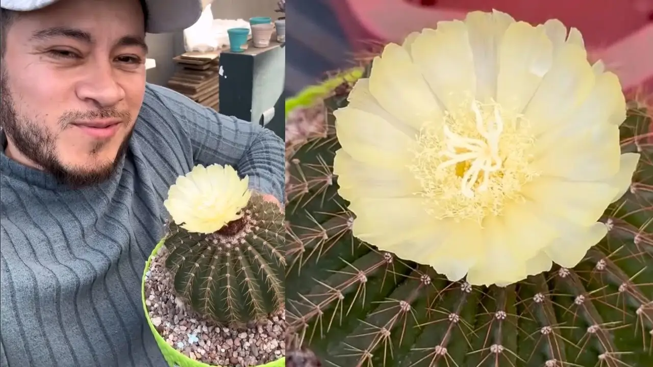 Jonathan Citadino con un cactus en flor