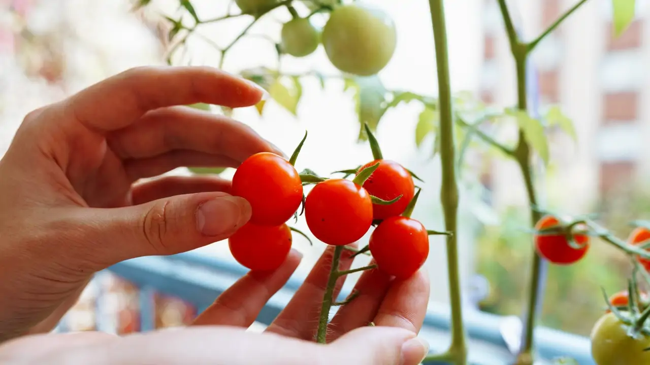 mujer cosechando tomates cherry