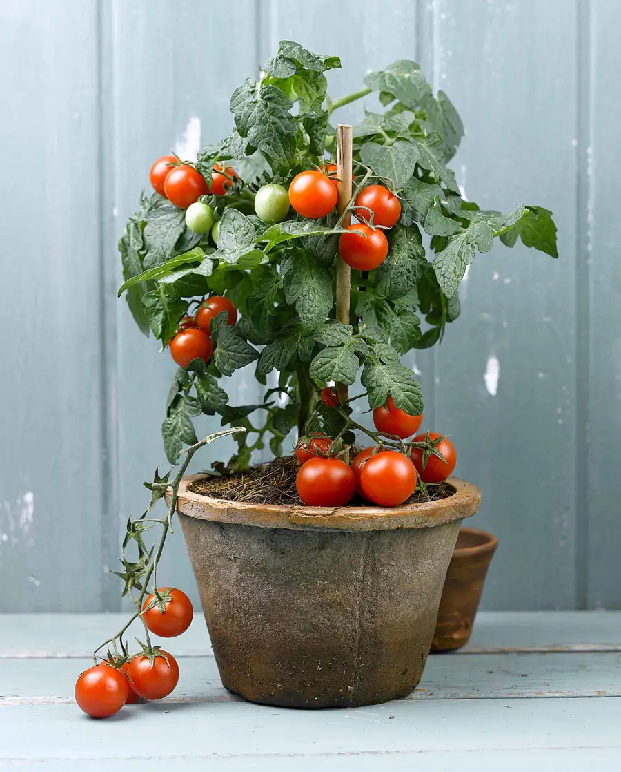 TOMATE-CHERRY