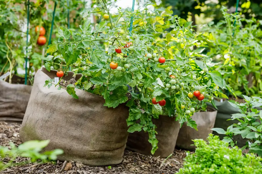 Tomateras de cherry en sacos de cultivo