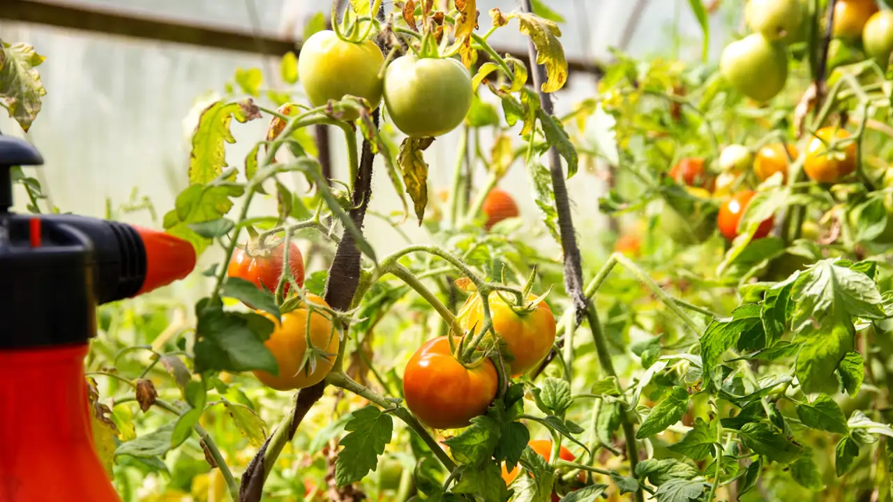tomatera