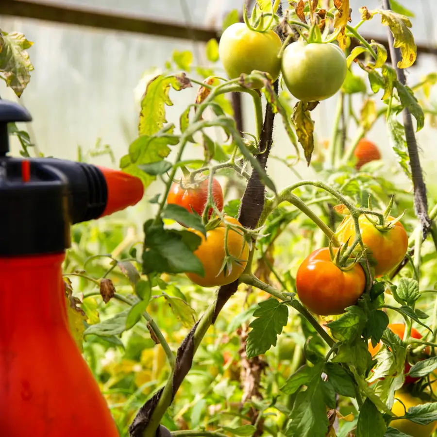 El truco de la leche para que tus tomateras se mantengan sanas y echen buenos tomates