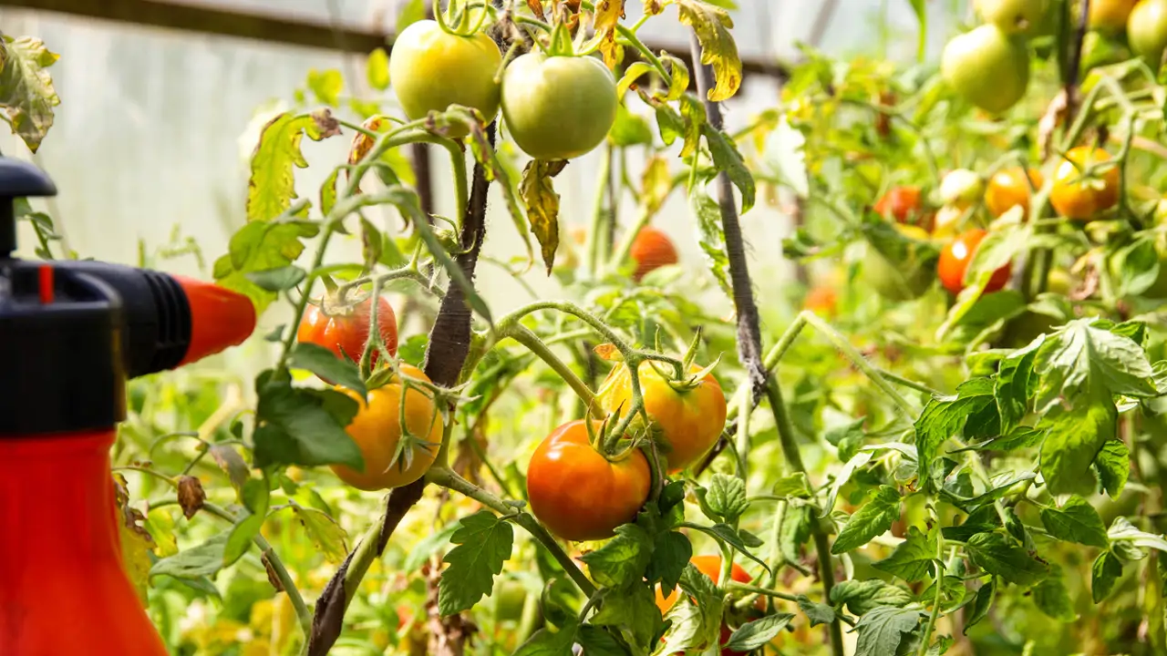 El truco de la leche para que tus tomateras se mantengan sanas y echen buenos tomates