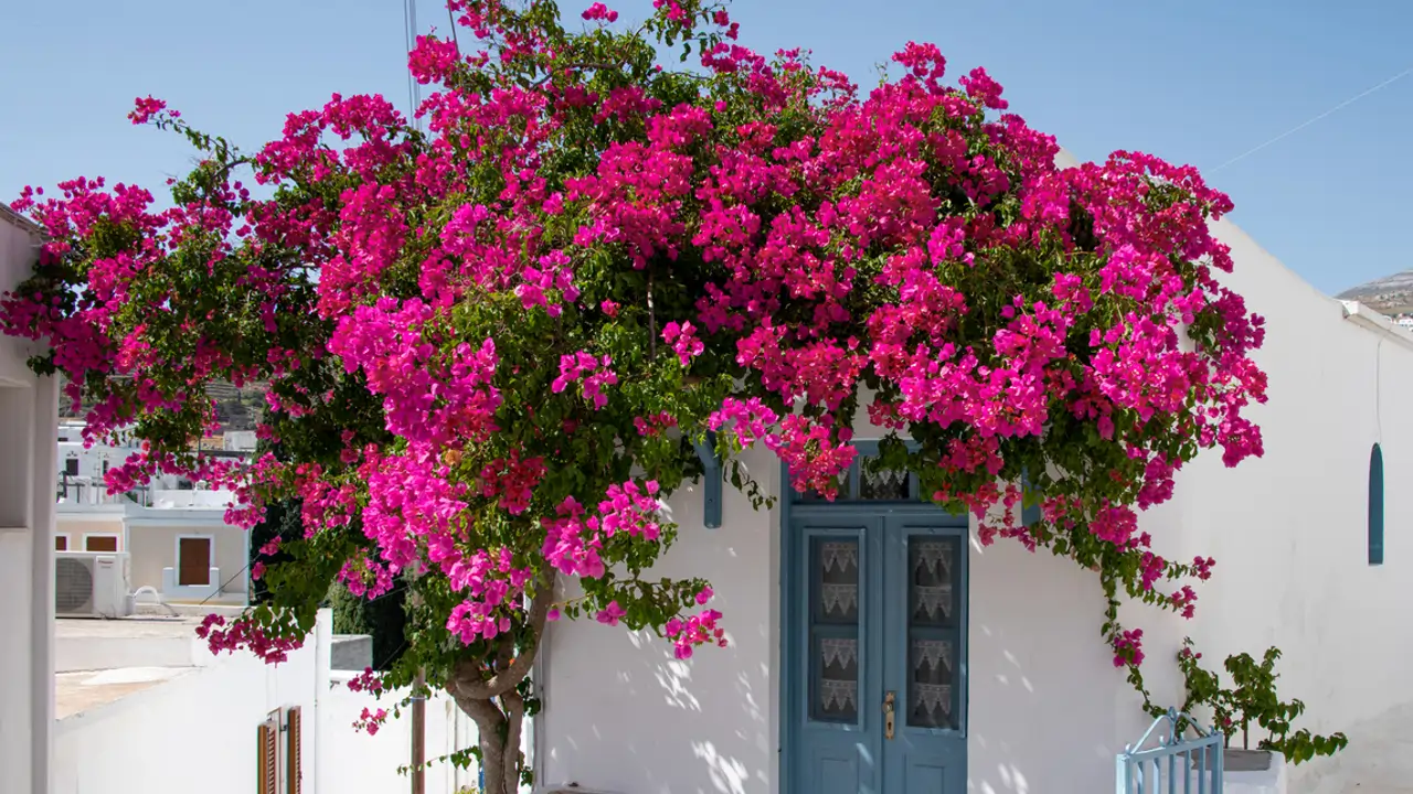Buganvilla 