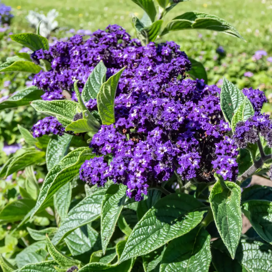Florece todo el verano y huele a vainilla y almendras: la planta fácil de cuidar que llena tu jardín de las flores moradas más fragantes