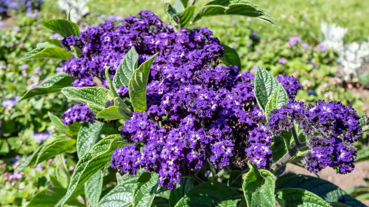 Florece todo el verano y huele a vainilla y almendras: la planta fácil de cuidar que llena tu jardín de las flores moradas más fragantes