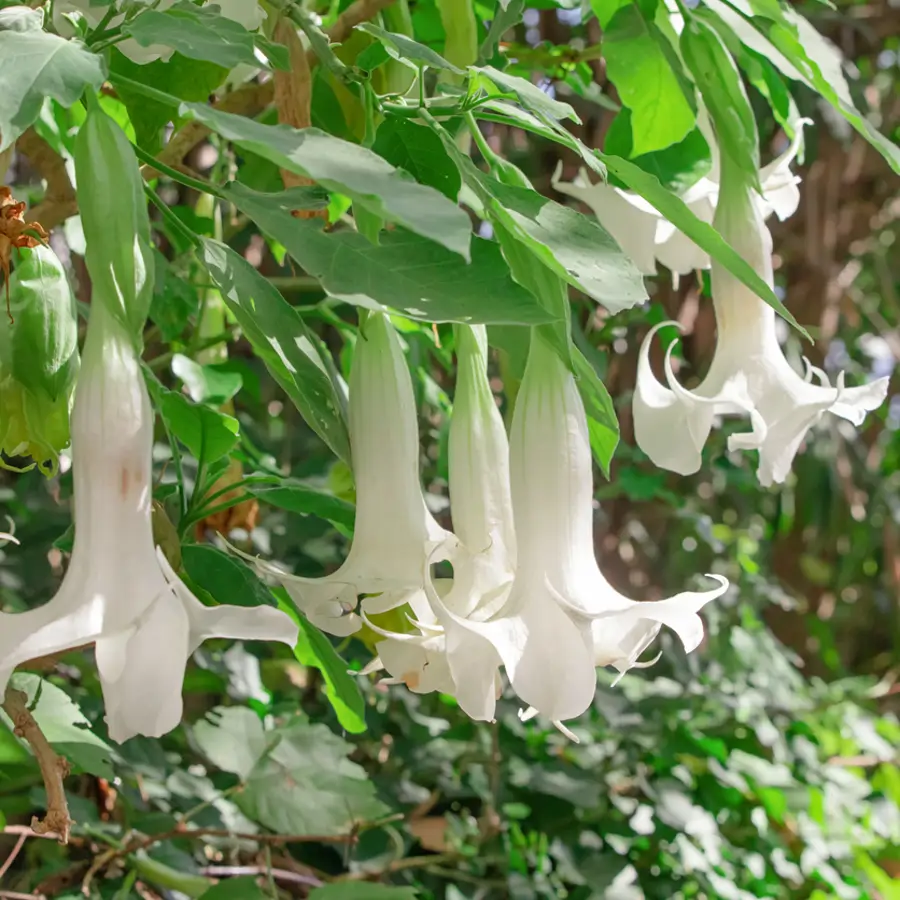 Ni jazmín ni dama de noche: el espectáculo olfativo nocturno de estas exuberantes flores con forma de trompeta no tiene igual