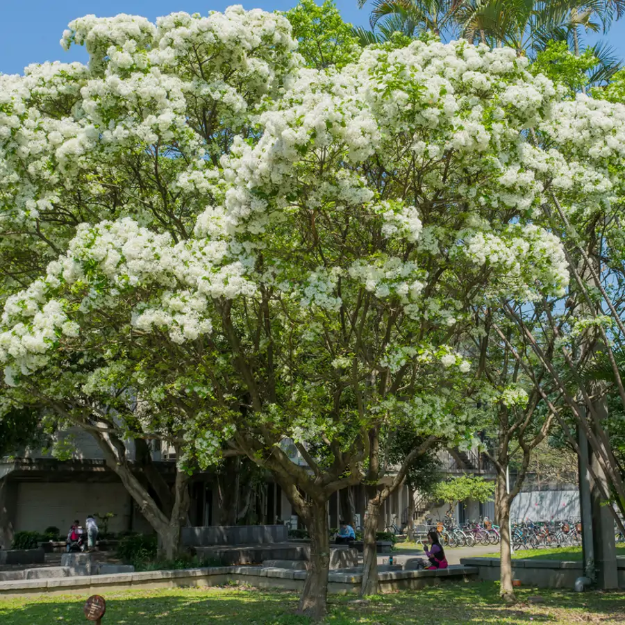 Hojas que son oro y frutos que parecen fuego: así es el pequeño y decorativo árbol que convierte tu jardín en un espectáculo todo el año 