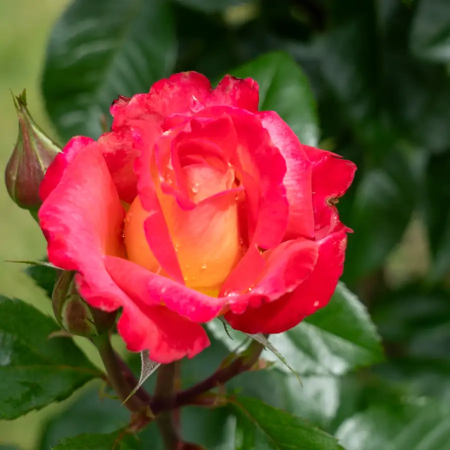 Rosa Dick Clark