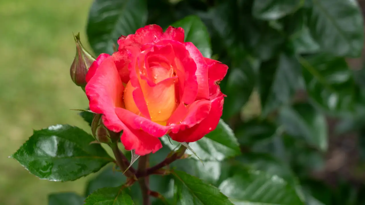 Tipos de rosas: cuáles plantar en maceta o en el jardín, sus colores y su simbolismo