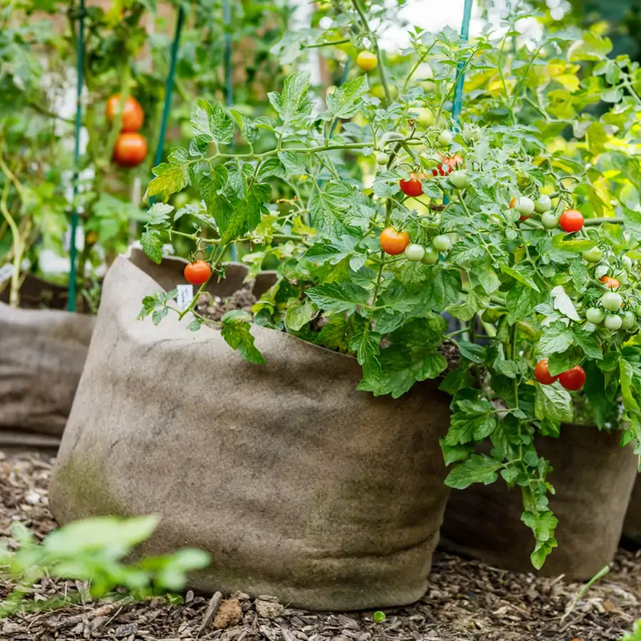 Tomateras de cherry en sacos de cultivo