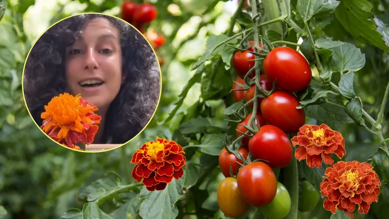 Elia Lugilde, experta en huerto: "Planta tagetes al lado de tus tomates: es una asociación poderosa con muchos beneficios" 