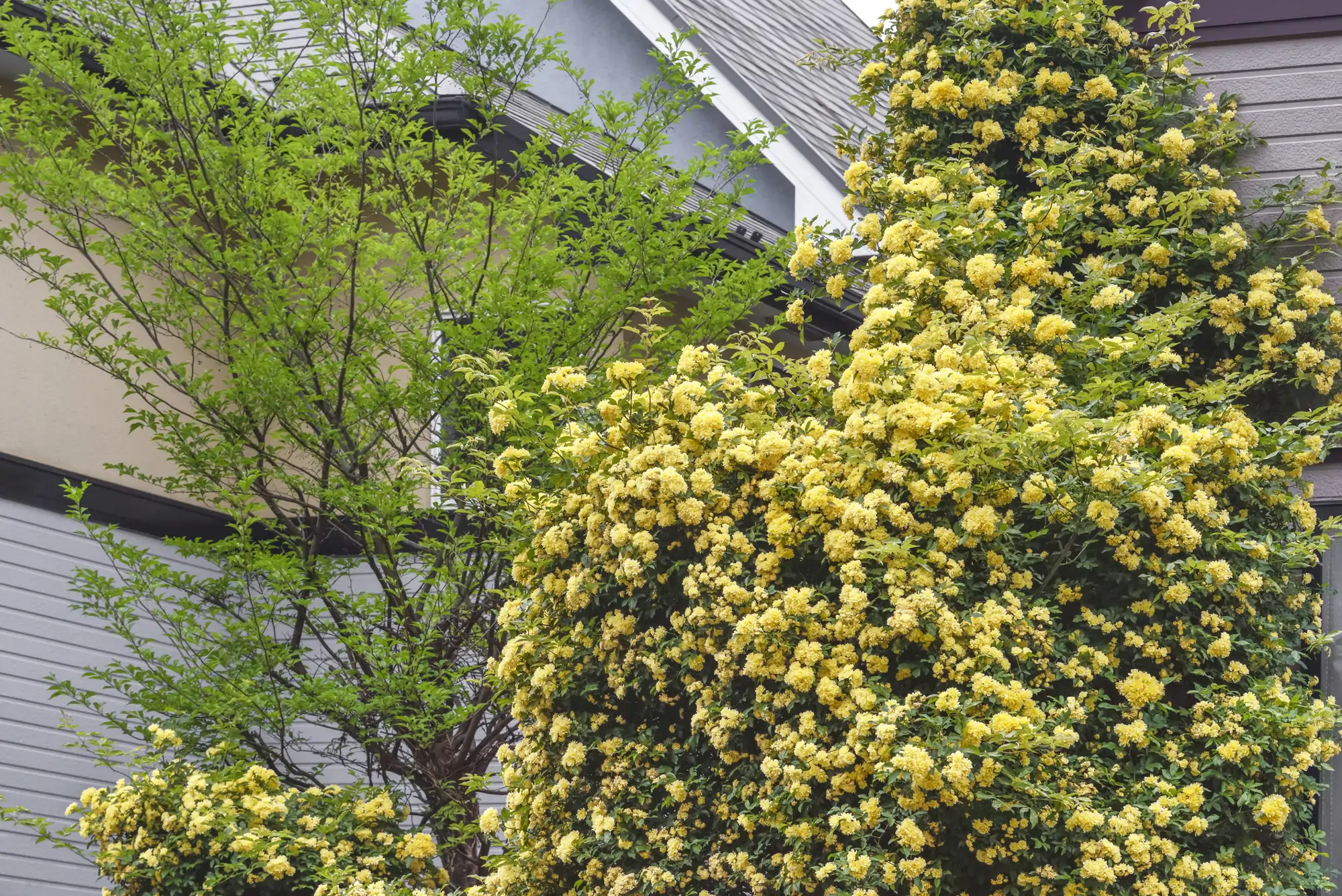 Rosas rastreras: banksiae 'Lutea