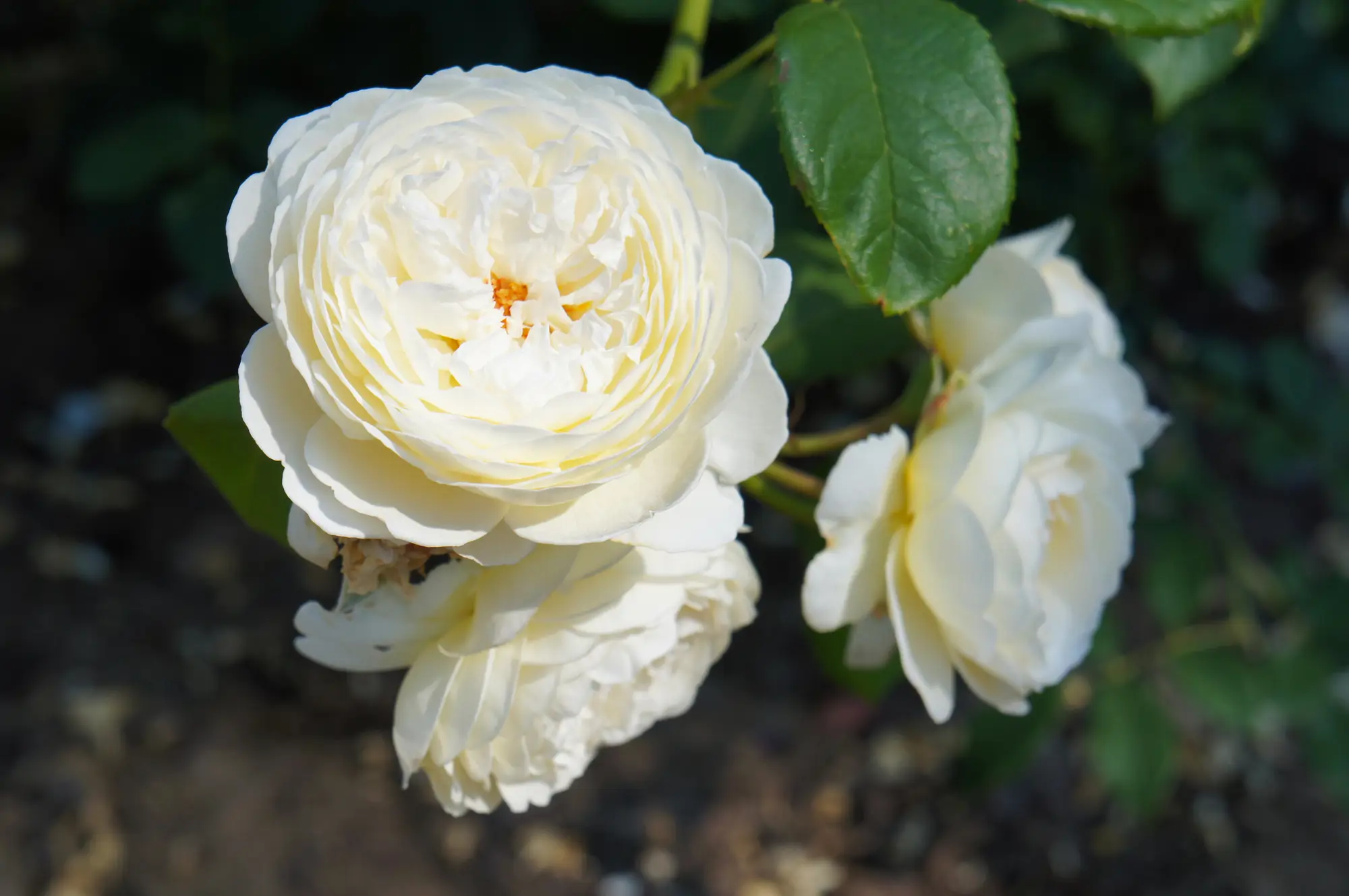 Rosa Claire Austin