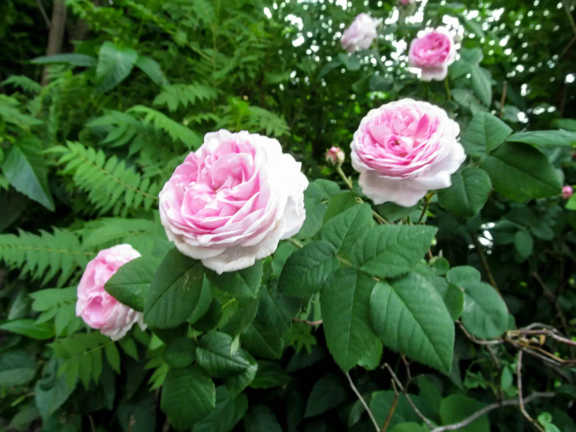 Rosa de té híbrida