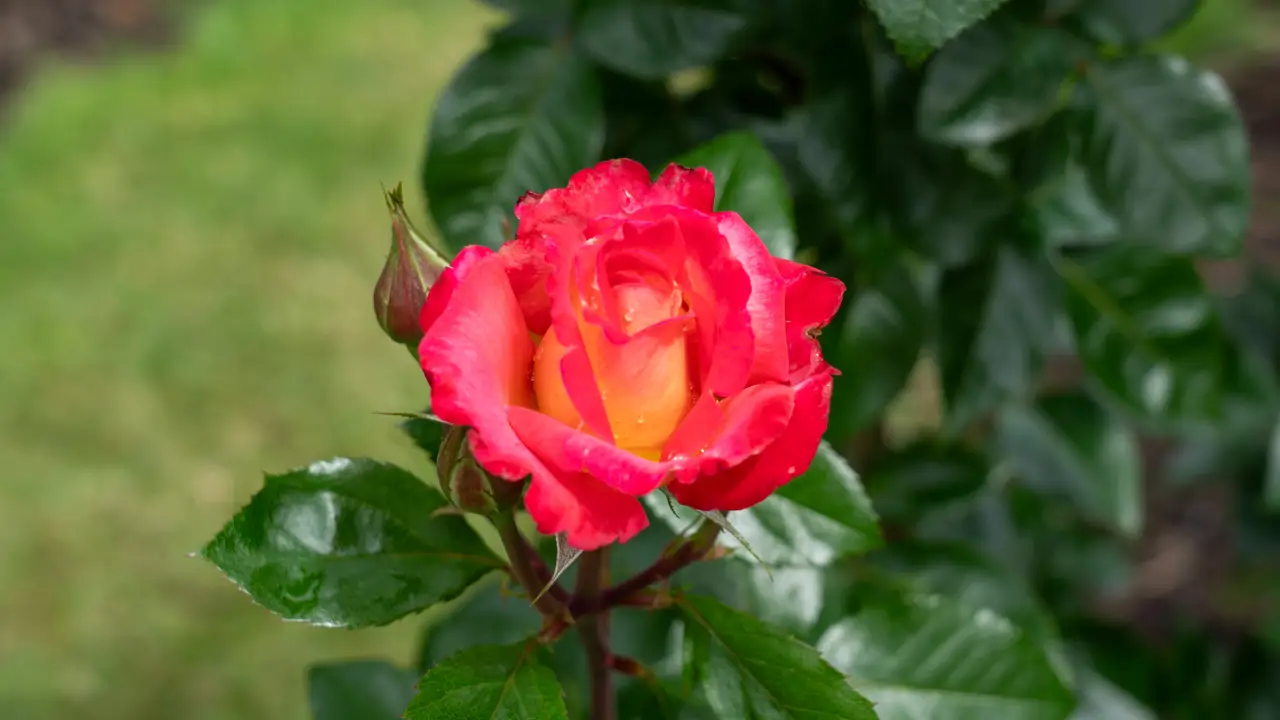 Rosa Dick Clark